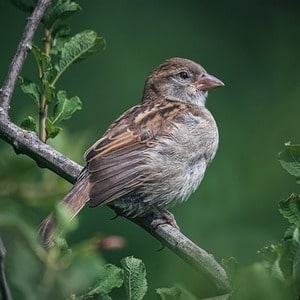 Quiz sur les Oiseaux