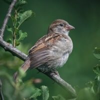 Quiz sur les Oiseaux